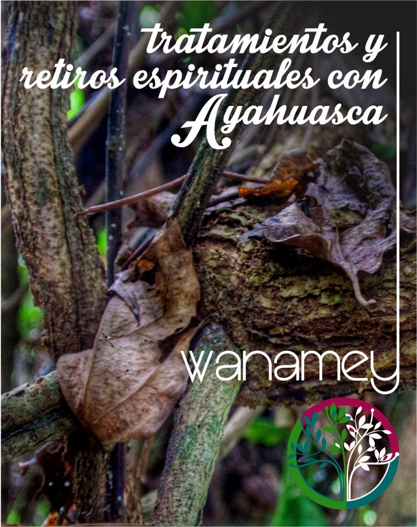 Nombre científico de la Ayahuasca Banisteriopsis caapi Espiritualidad