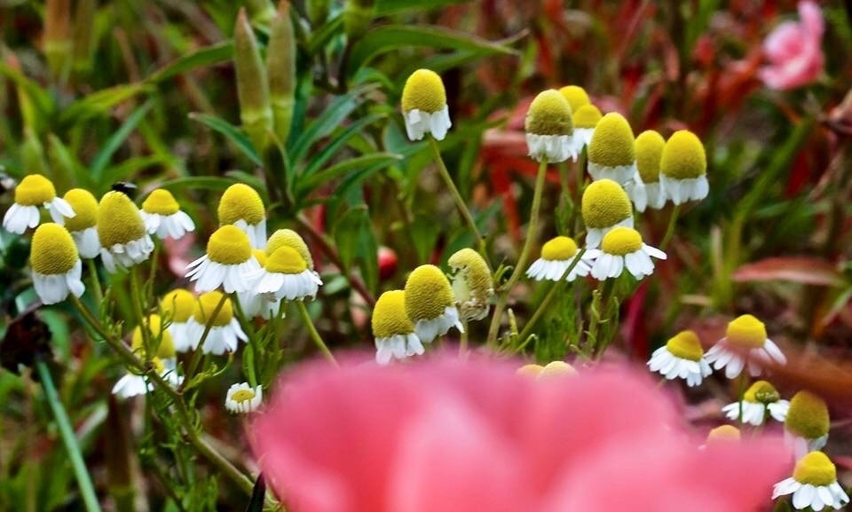 Propiedades y usos medicinales de la Manzanilla Espiritualidad